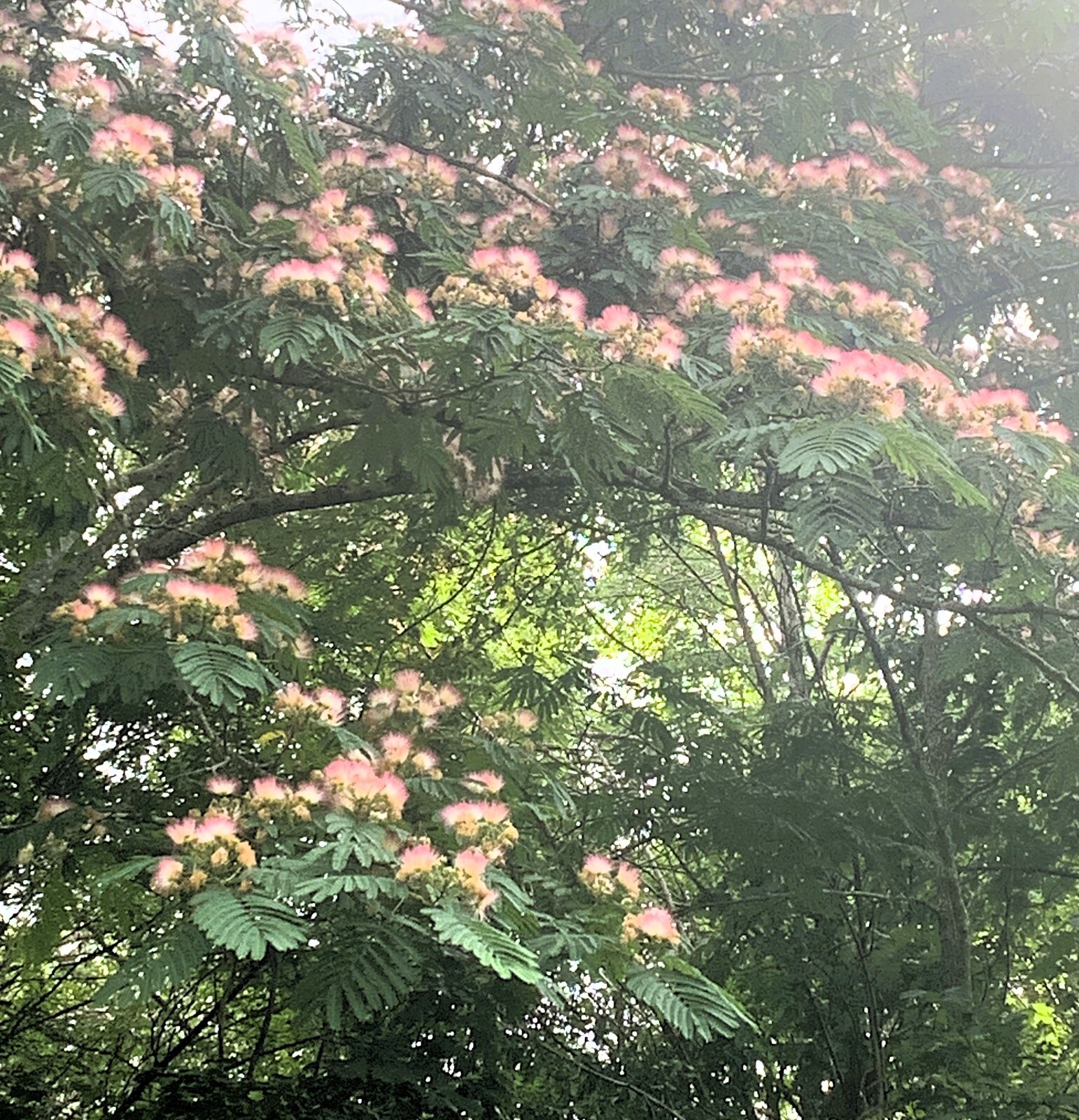 Pink Mimosa Albizia Julibrissin Persian Silk Tree Seeds Qty 10 NC Organic