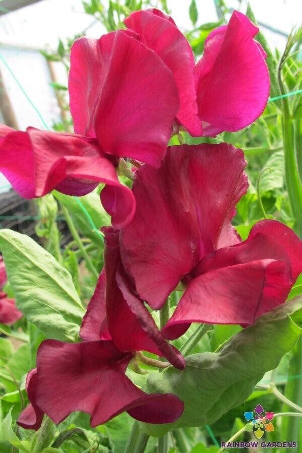50+ Mark Williams Sweet Pea Seeds for Garden Planting – USA – FREE SHIPPING!
