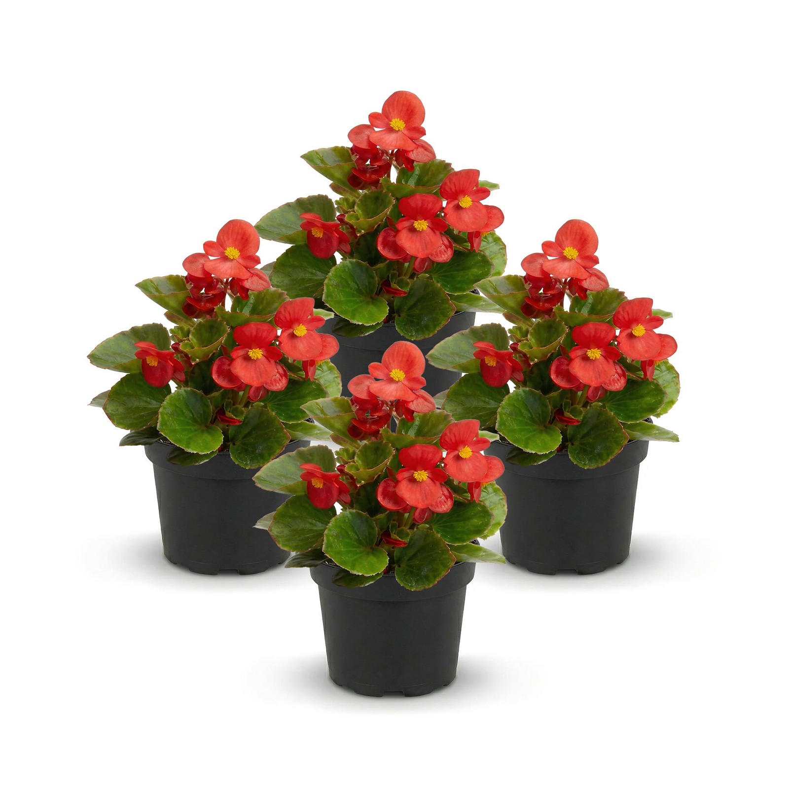 Dark Leaf Begonia Cocktail Plants 4 Pack, 8″ Tall, Annual Shade Garden