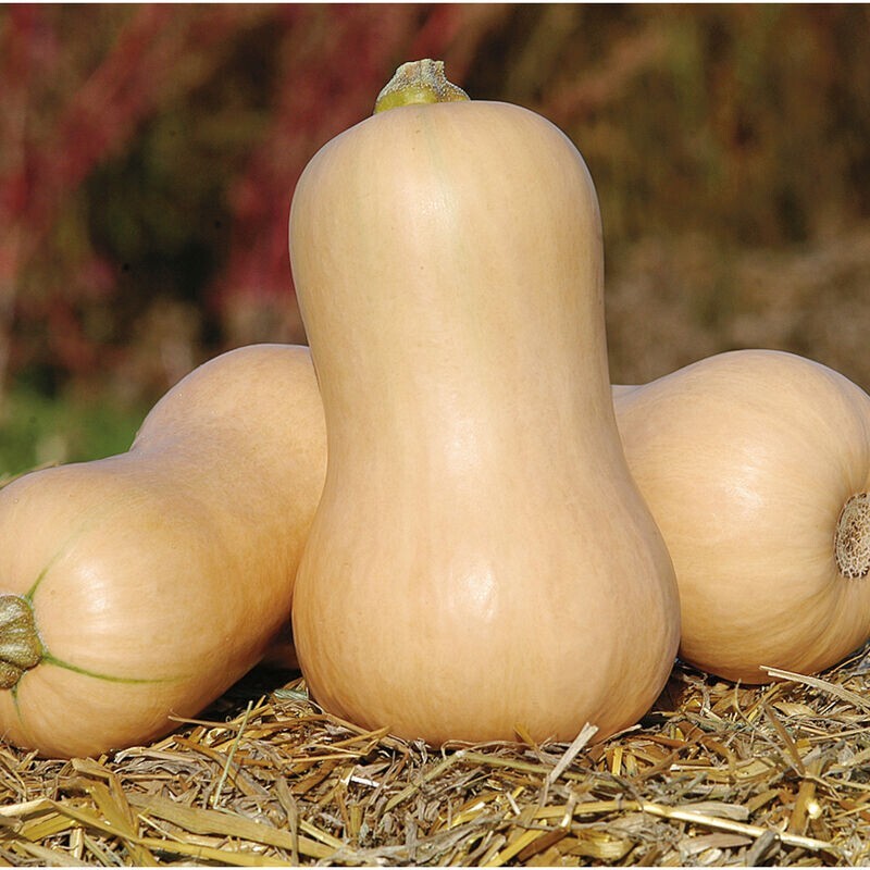 2024 Butternut SQUASH Seeds | 25 Ct HEIRLOOM Vegetable NON-GMO USA FREE SHIPPING