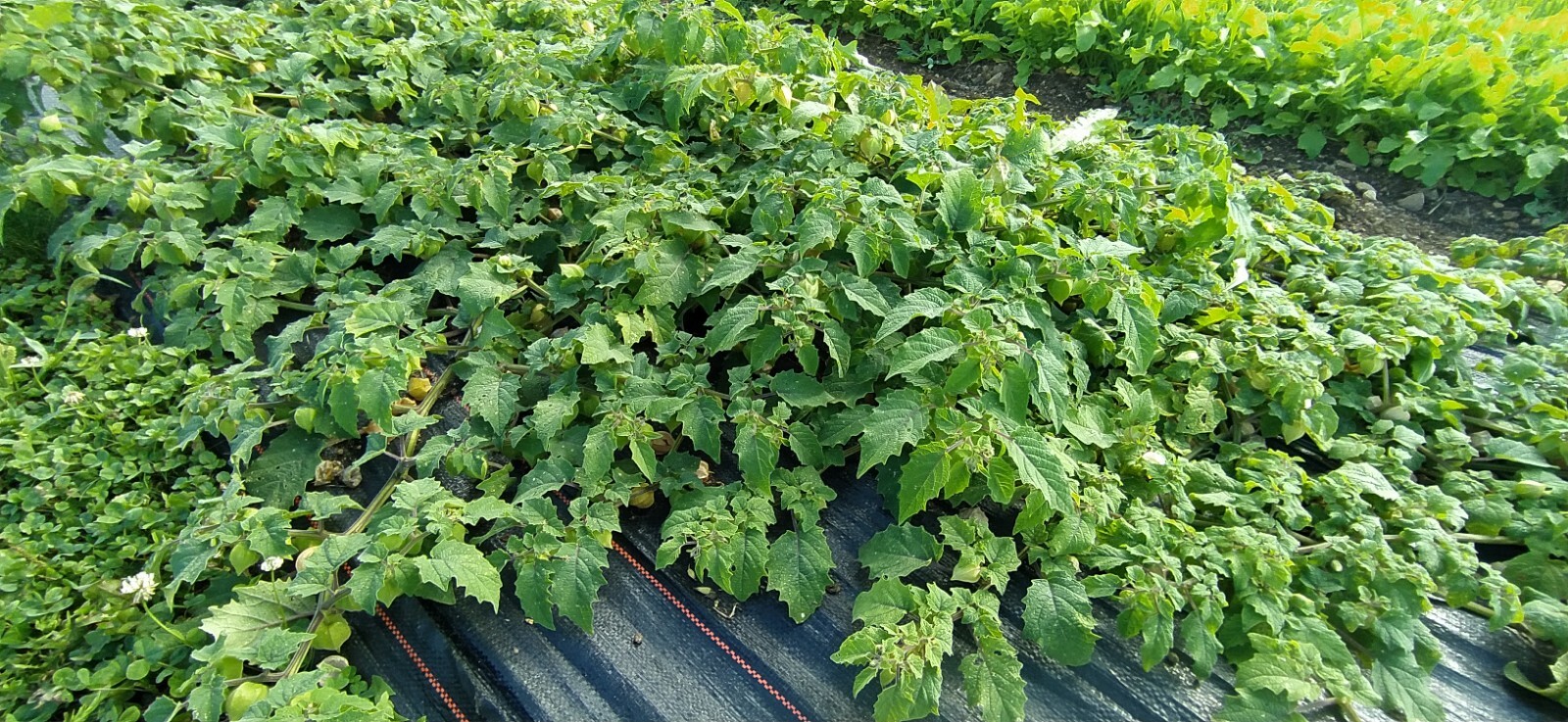 Ground Cherry Seeds (Min 100 Seeds) Grown in USA. FREE SHIP