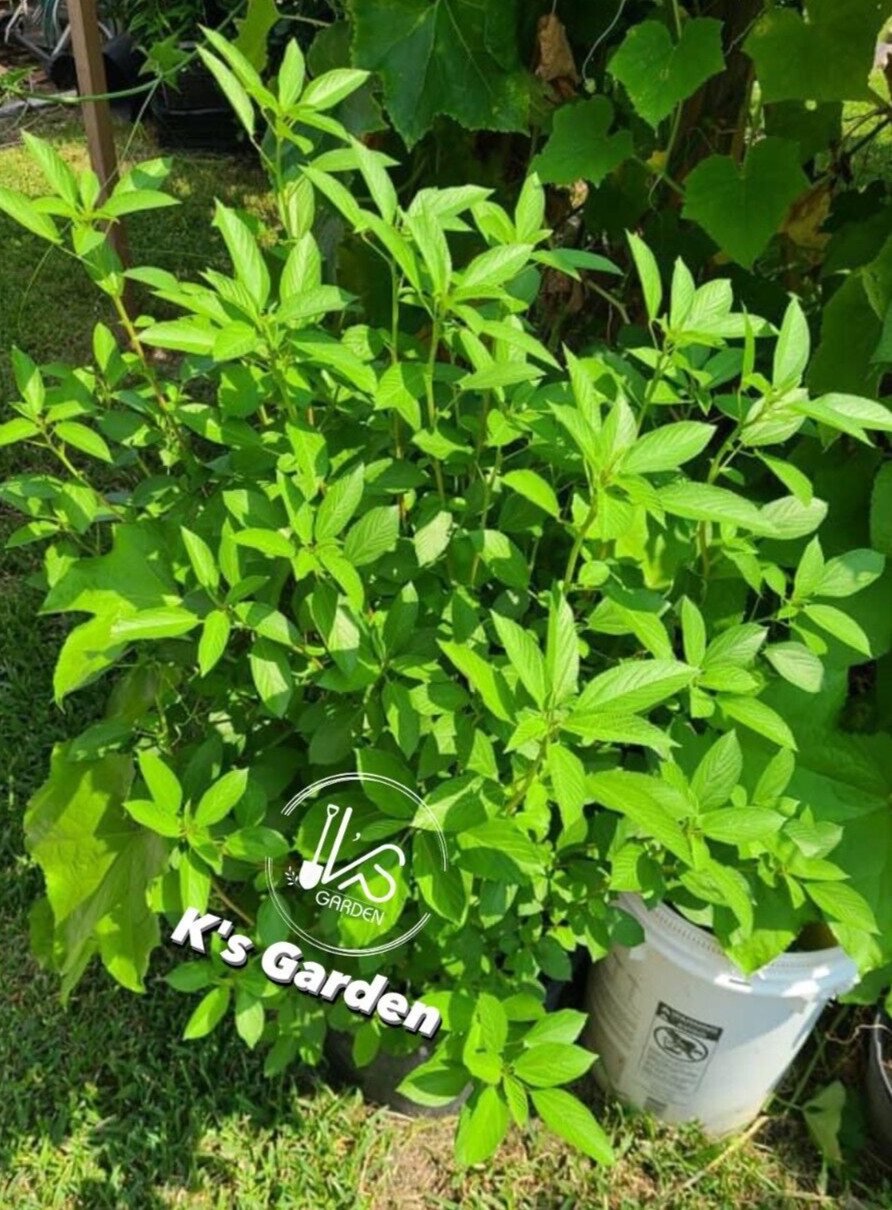 GREEN JUTE,EGYPTIAN SPINACH, SALUYOT SEEDS,ĐAY XANH (500+ PCS)|HIGH GERMINATION|