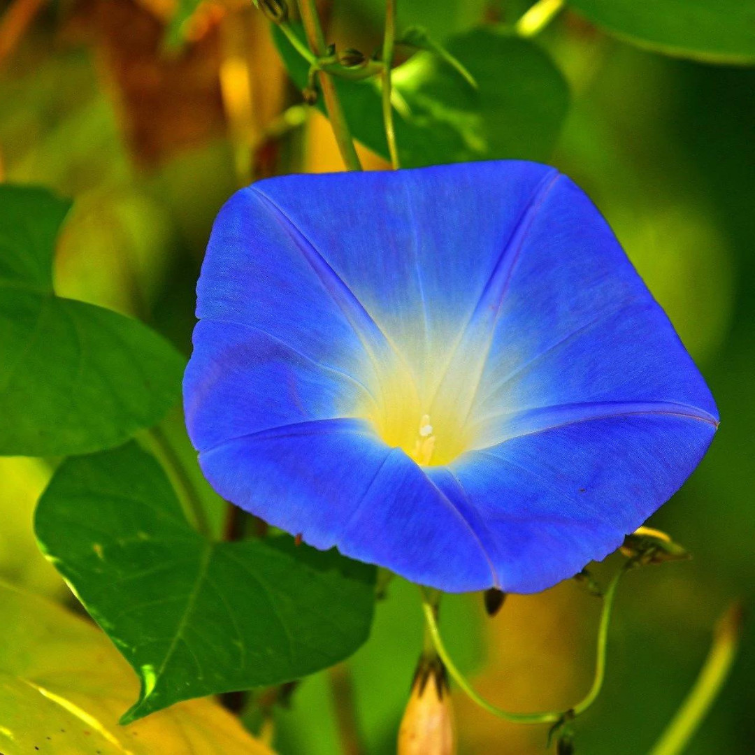 Fresh Morning Glory Seeds | Heavenly Blue | Heirloom Non-GMO | Flower Seeds