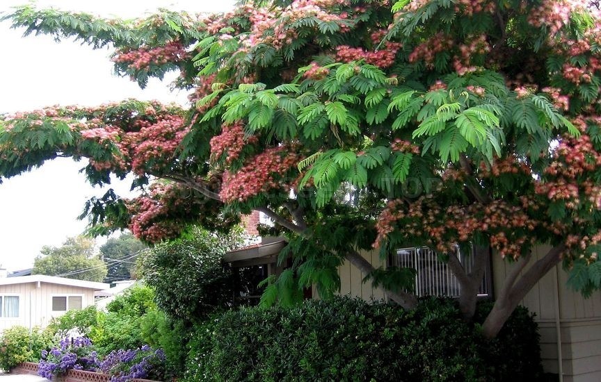 Mimosa Tree Seeds (Albizia julibrissin) Persian Pink Silk Flower Plant Bonsai