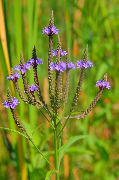 200+ Blue Vervain Seeds, Verbena hastata, organic * FREE S/H