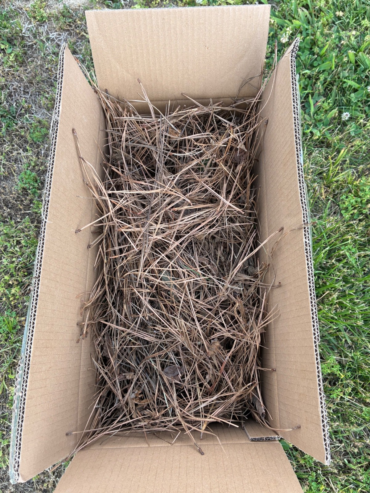 8 LB USA pine needle for mulch – fresh. Natural. Long lasting coverage.