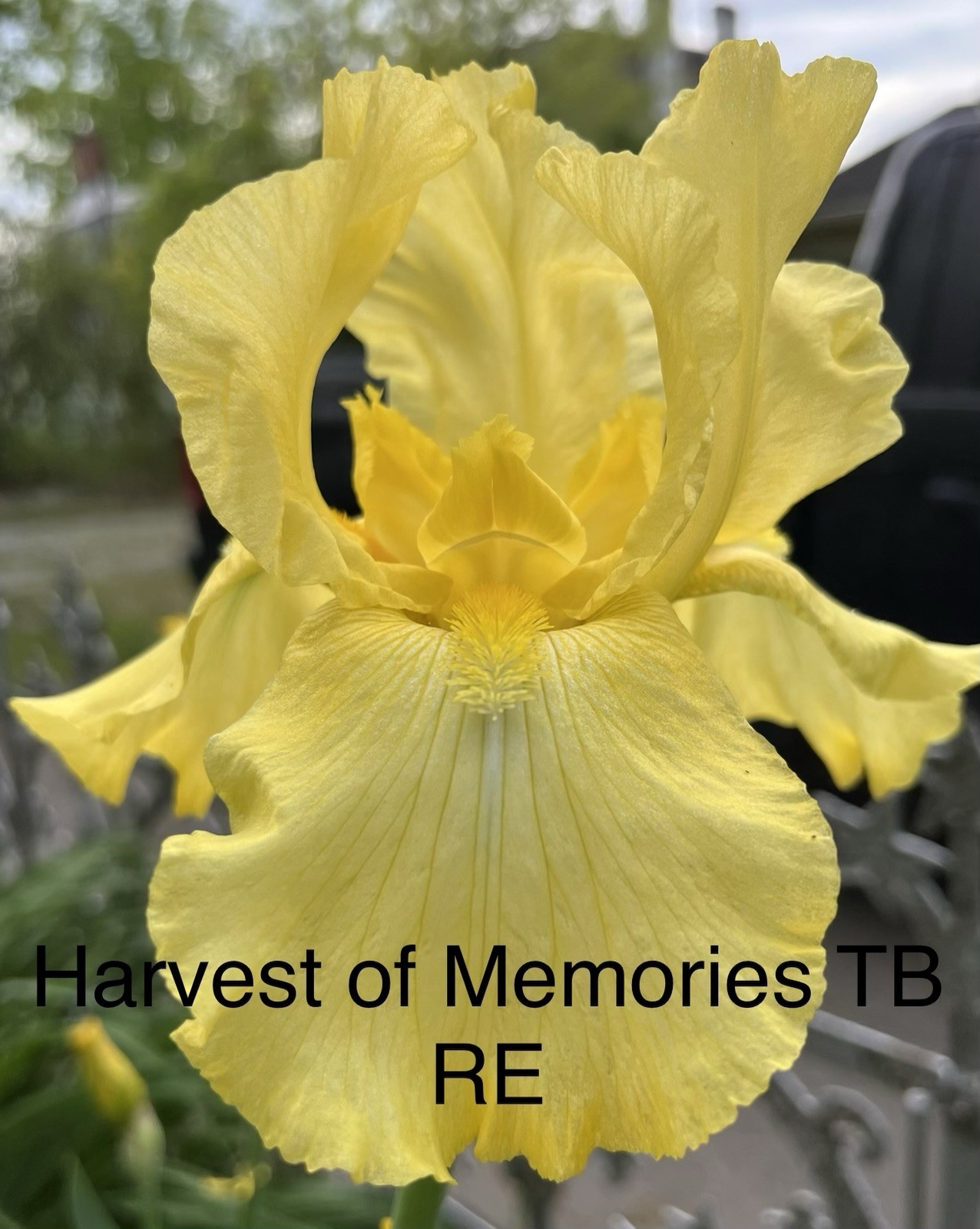 Collection Of 6 Different Tall Bearded Iris Rhizomes