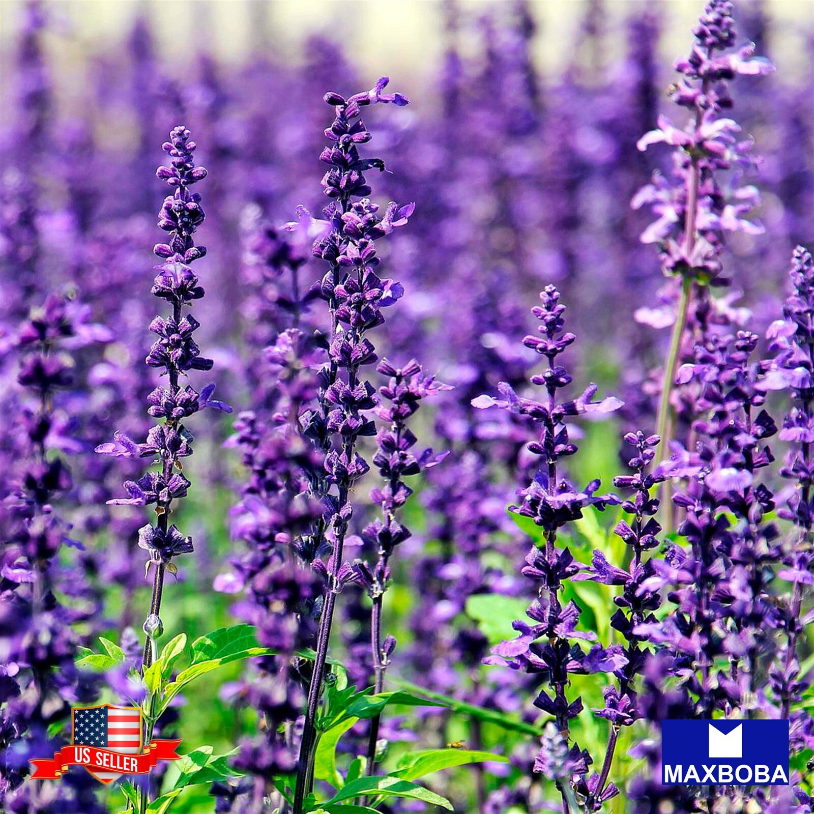 Lavender Seeds – Munstead Non-GMO / Heirloom / Herb Garden Fresh