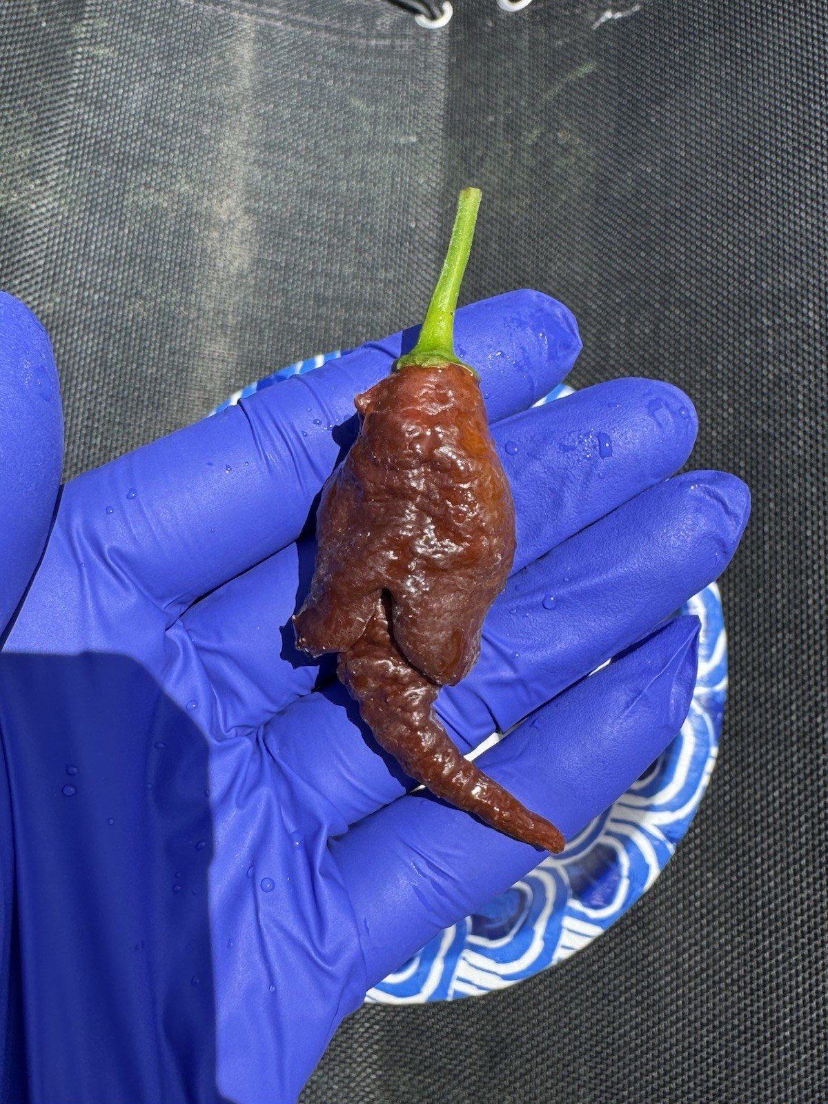 10 Chocolate Primotalii Pepper Seeds | Fresh 2026 Harvest | SUPER HOT!