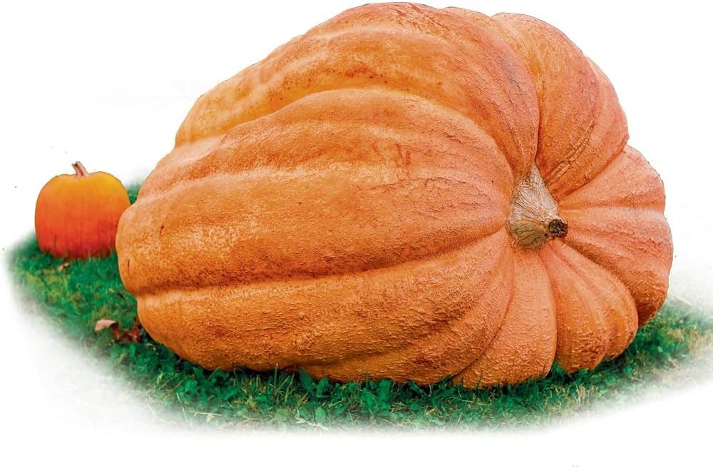 Massive Non-GMO Pumpkin Seeds – Dill’s Atlantic Giant for Display & Competitions