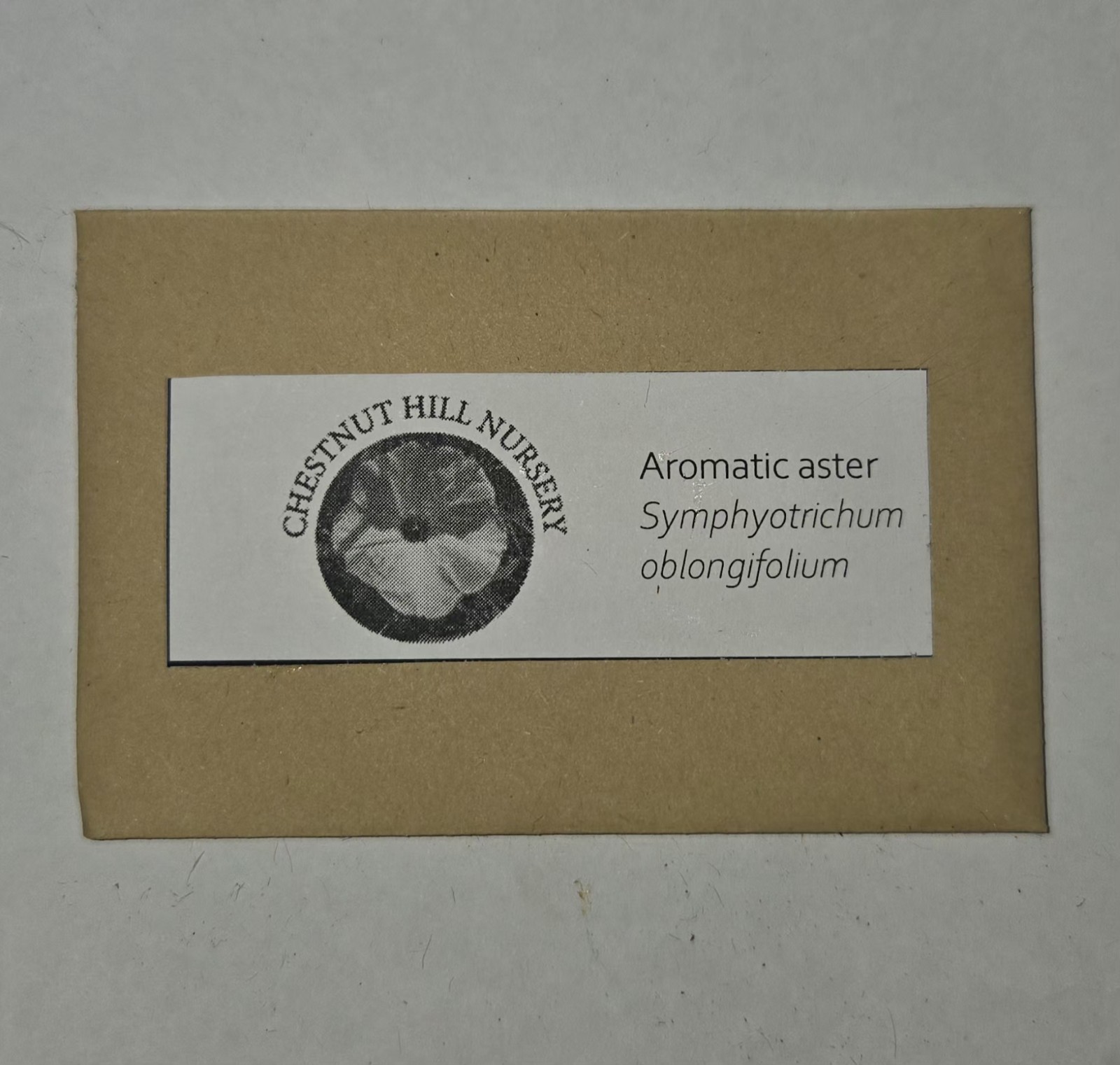 Aromatic aster (Symphyotrichum oblongifolium) Seed Pack ~50 seeds PA Ecotype
