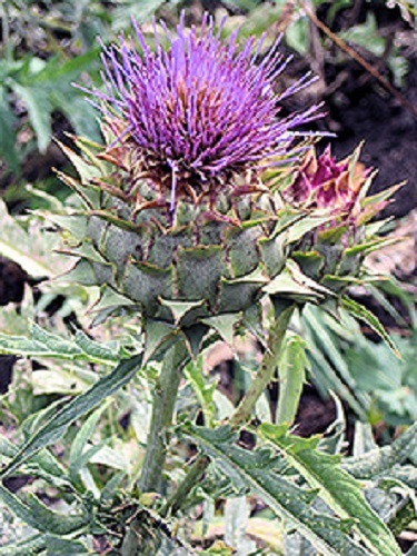 30+ CARDOON FLOWER SEEDS GREAT DRIED OR FRESH ARRANGEMENT