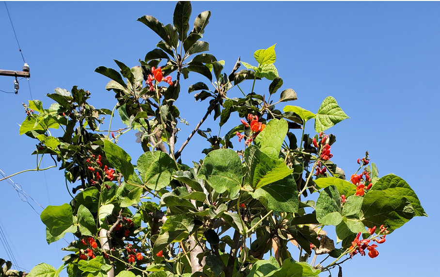 Scarlet Pole Runner Bean Seeds Qty 15-100 ORGANIC EDIBLE ORNAMENTAL NON-GMO USA
