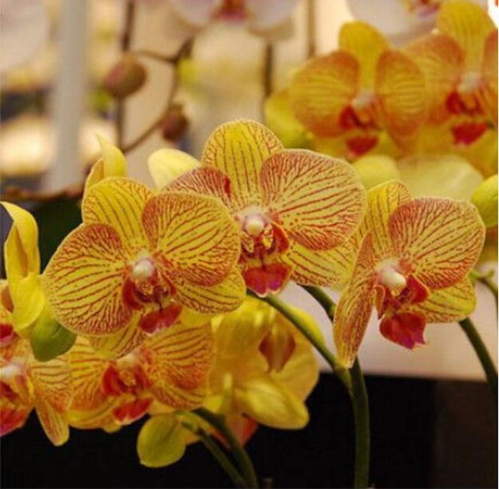 25pc ORCHID SEEDS Garden Plant Flower bloom rare exotic USA seller FREE shipping