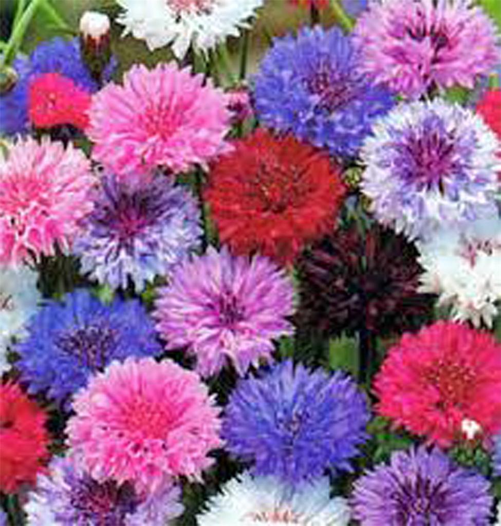 Bachelor Button, Dwarf Polka Dot Mix Seed, 1000 seeds, Beautiful