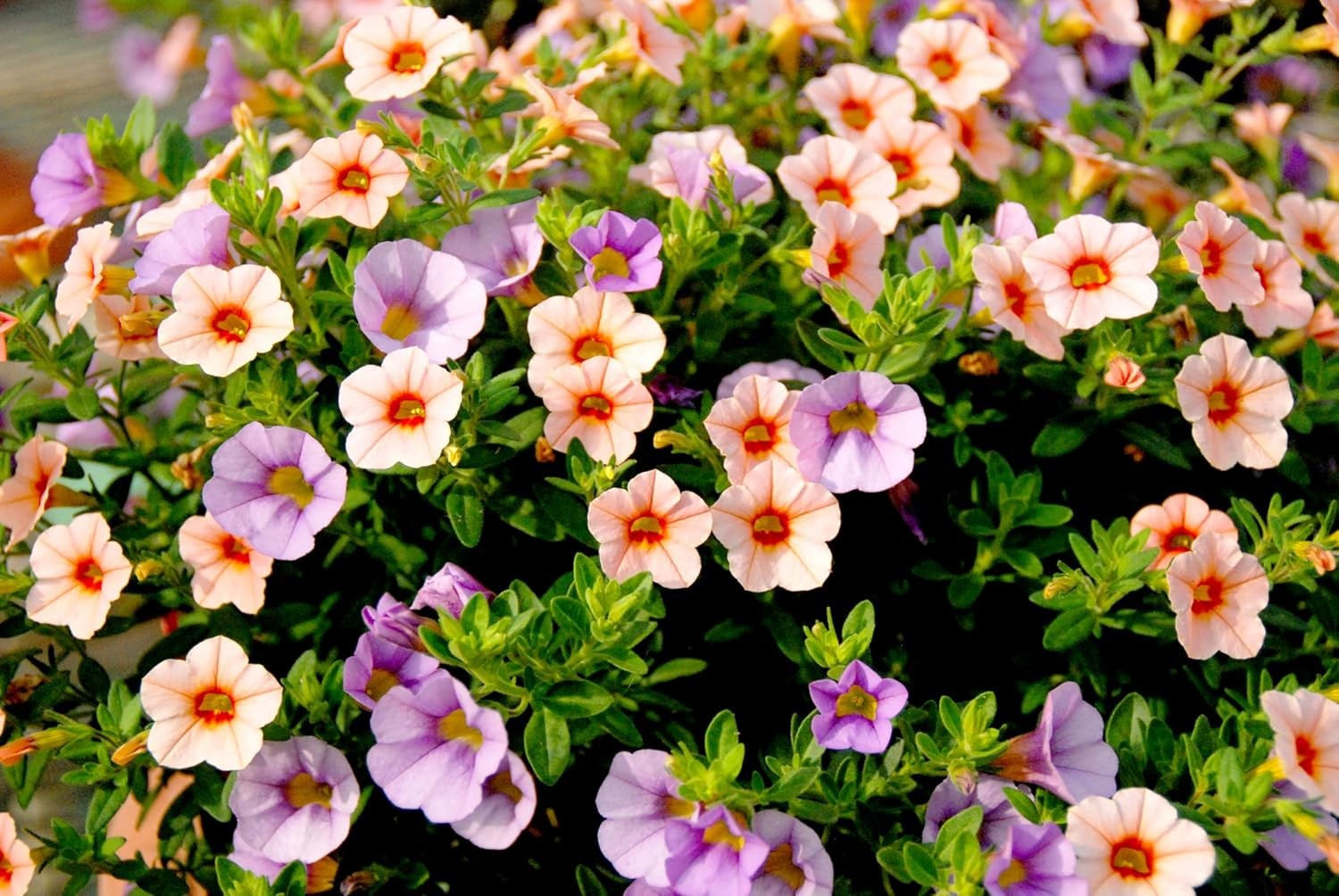 6000+ Petunia Seeds for Planting – Mix Color Annual Flower Seeds for Outdoor G