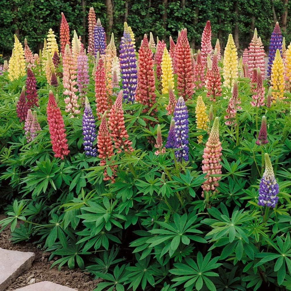 Perennial Wildflower Seeds – 1 Lb. Mixed Russell Lupines for Fall Planting