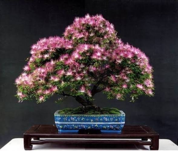 Mimosa (Persian Silk) Tree Seeds Great For Bonsai – 1,000 Seeds + Growing Guide