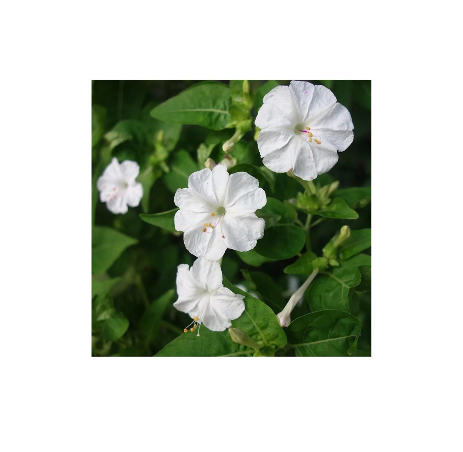 4 O’Clock Seeds – Fresh Four O’Clock 25 Seeds Beautiful Flowers (White)