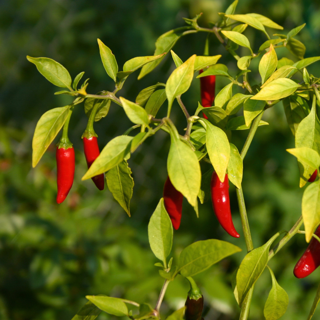 Fresh Birdseye Pepper Seeds | Wai Yee Hong | Heirloom Non-GMO | Vegetable Seeds