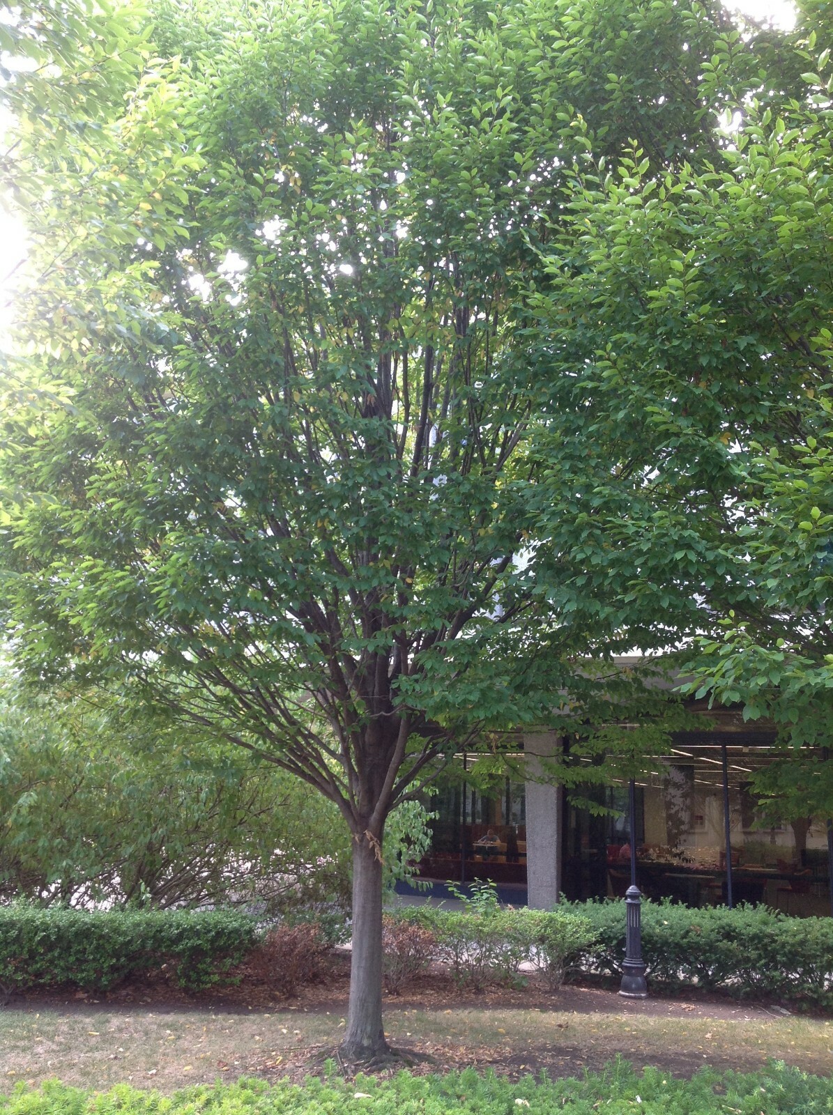 American Hornbeam, Ironwood (Carpinus caroliniana), 20 seeds