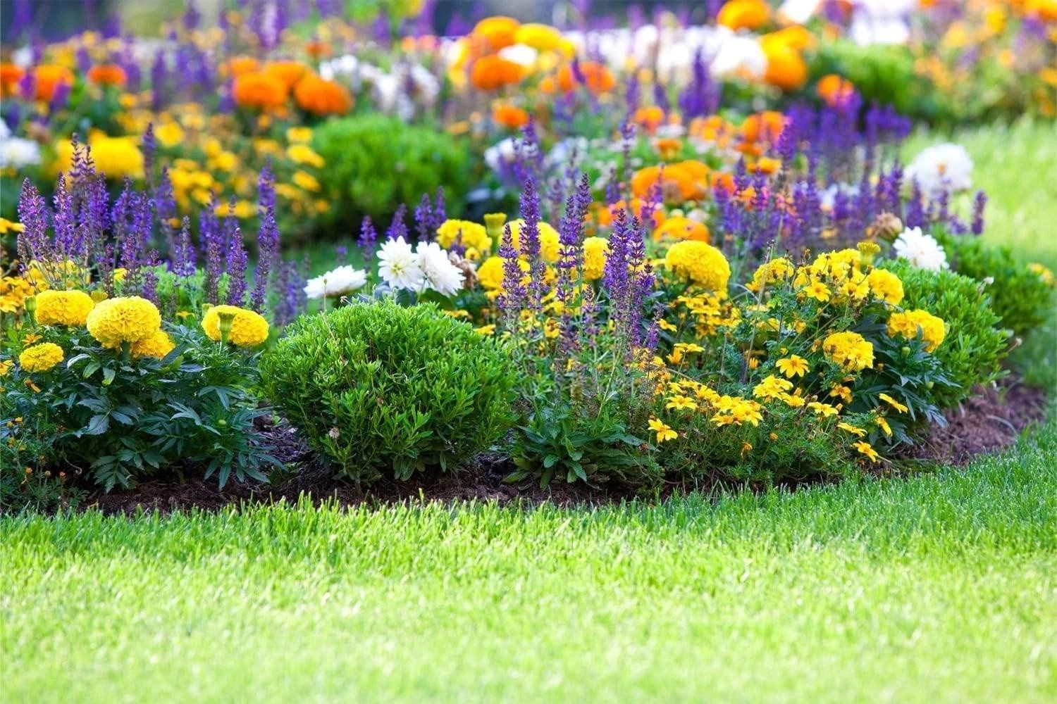 10000+ Perennial Mix Wildflower Seeds 16 Assorted of Heirloom Flower -1oz
