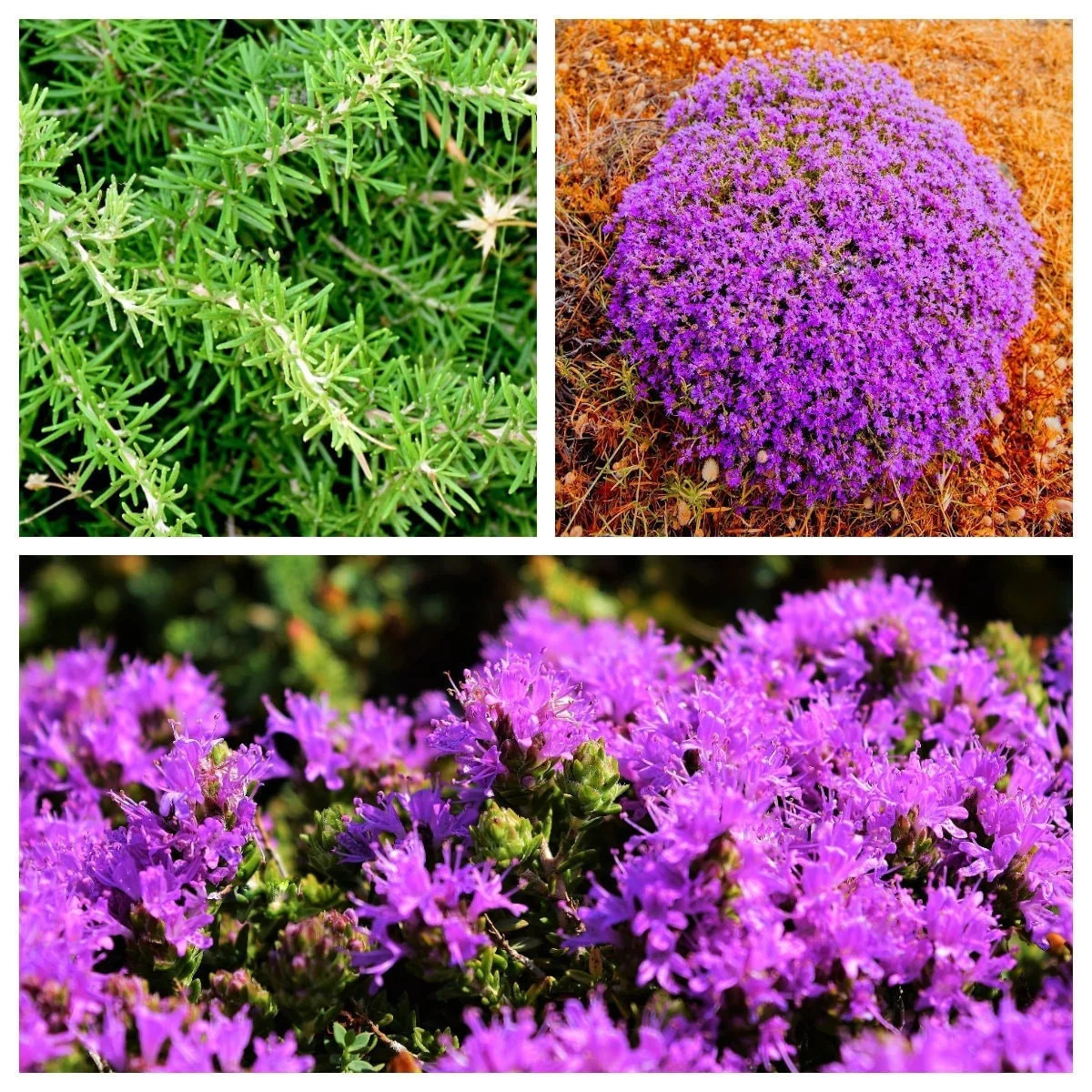 40 CONEHEAD THYME Thymus Capitatus Thymbra Mediterranean Herb Flower Seeds