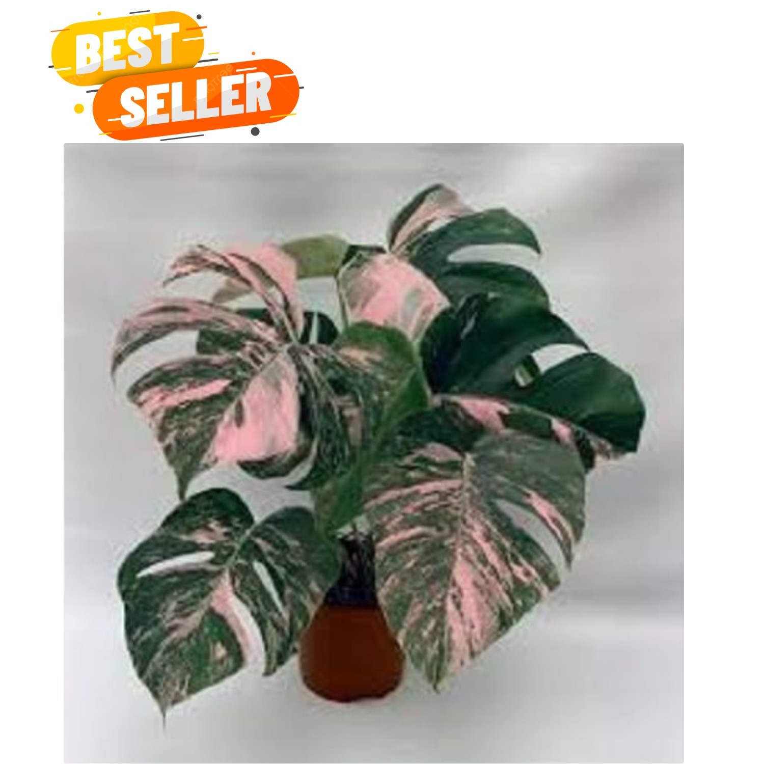 Fresh Monstera Plant Seeds for Planting 50pcs, Exotic Tropical Houseplant See…