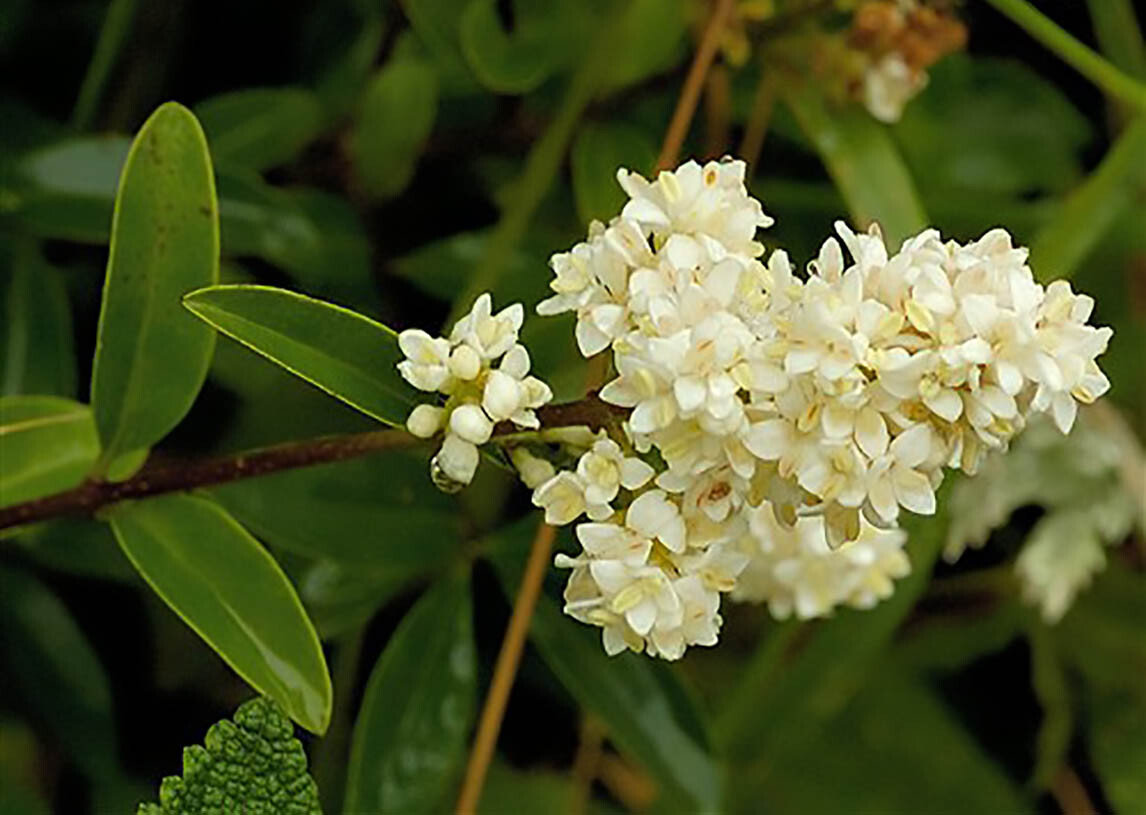 Privet Shrub, Ligustrum vulgare Seeds (Fast, Hardy, Fragrant, Hedge)