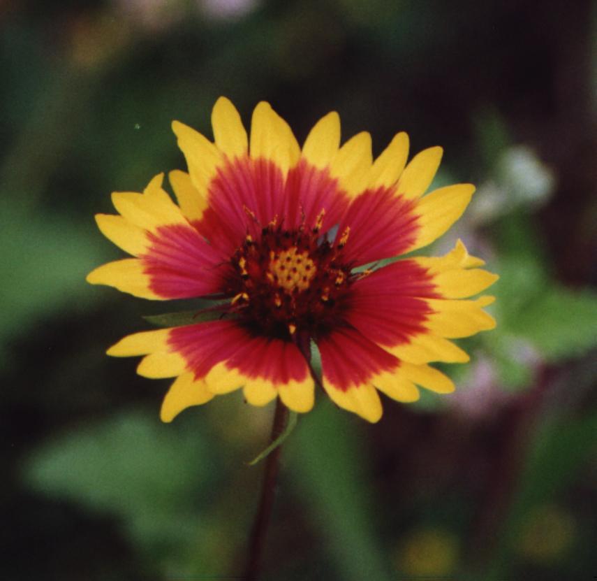 INDIAN BLANKET 400 FLOWER SEEDS