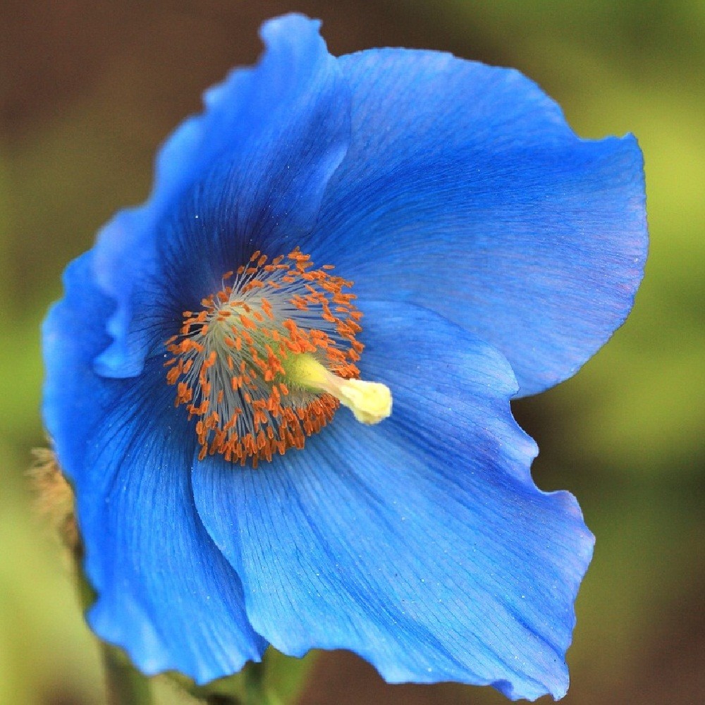 500 Organic Himalayan Blue Poppy Seeds Rare Non-GMO Tibetan Blue Poppy