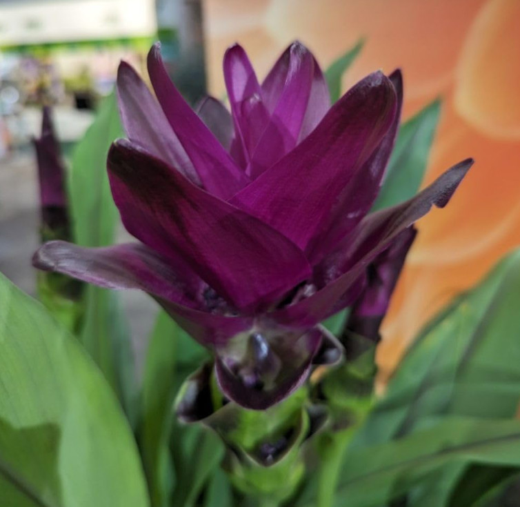 Curcuma Siam Skyline Plant – 3-6″ Tall – Tropical Ginger Flower Ornamental Curcu