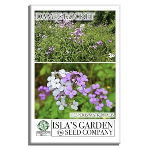 Dame’s Rocket Flower Seeds, 1000+ Non-GMO Heirloom Seeds, Vibrant
