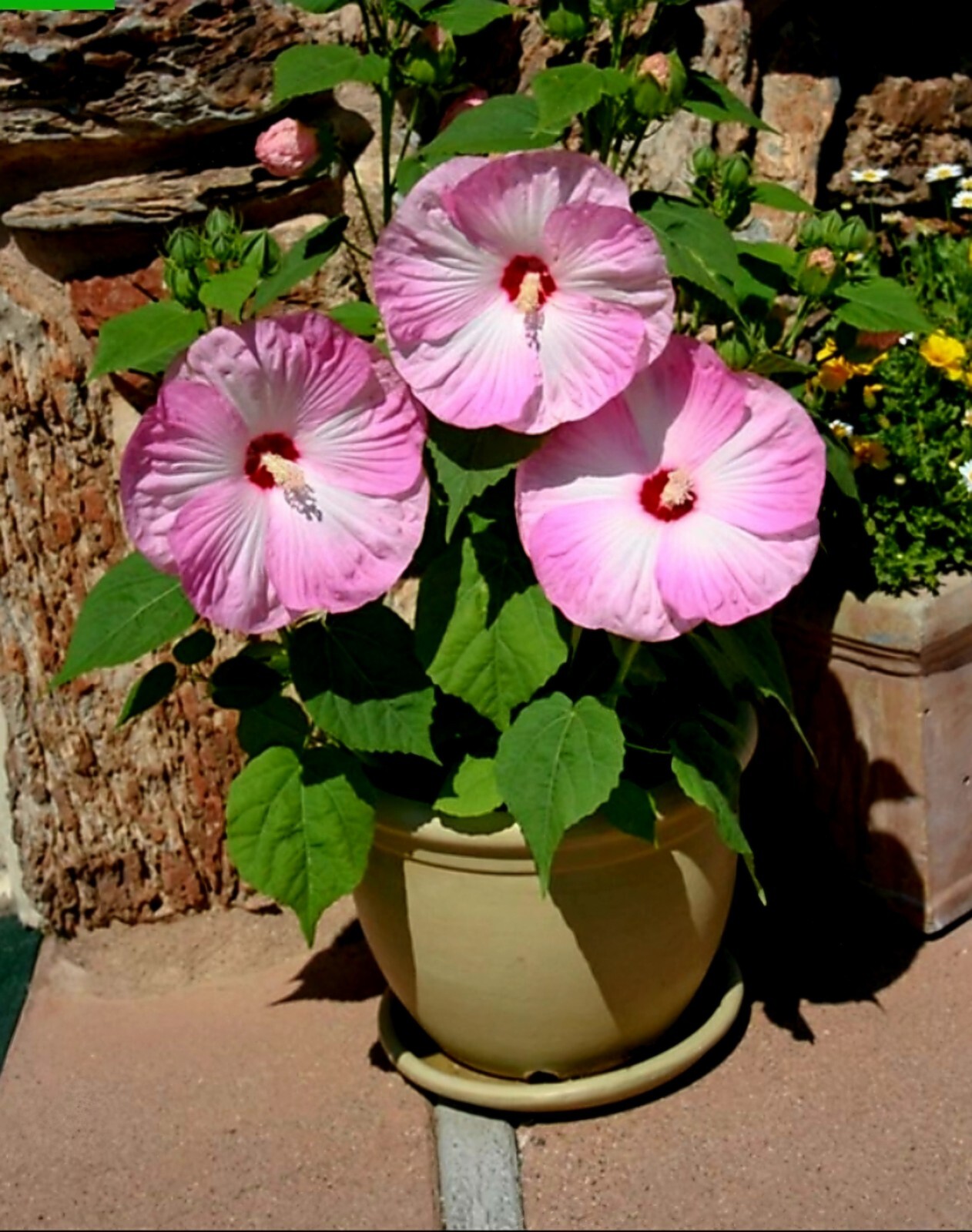 Hardy Hibiscus Luna Pink Swirl 30+ Seeds