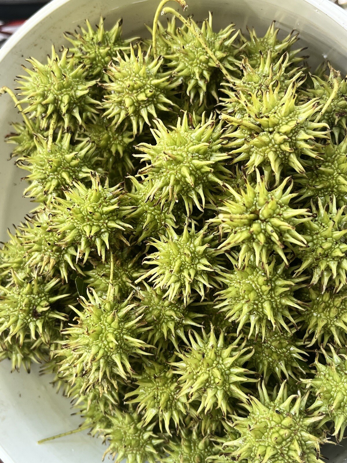 Sweet Gum Ball Tree (seeds only) 20 Count make Home Prepper Tincture