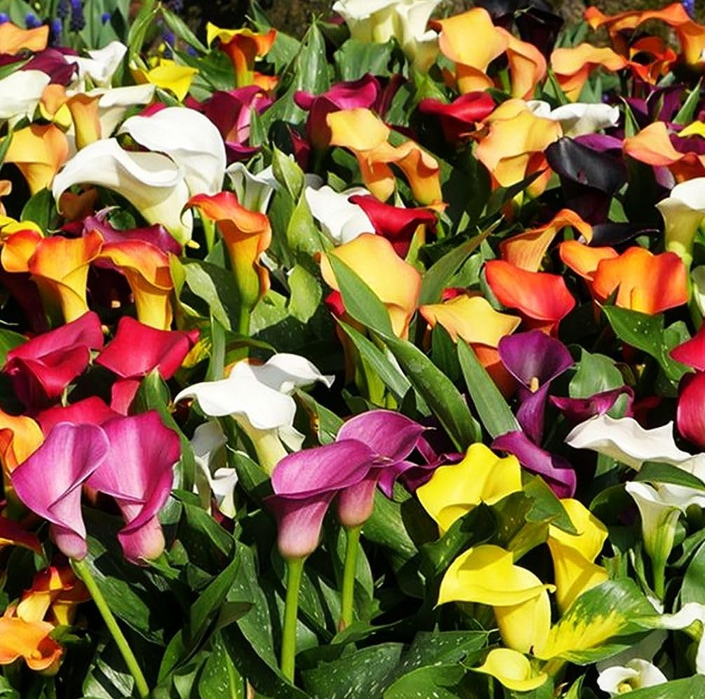 Rare 100Pcs White Pink Red Purple Calla Lily Seeds Beautiful Flowers purple