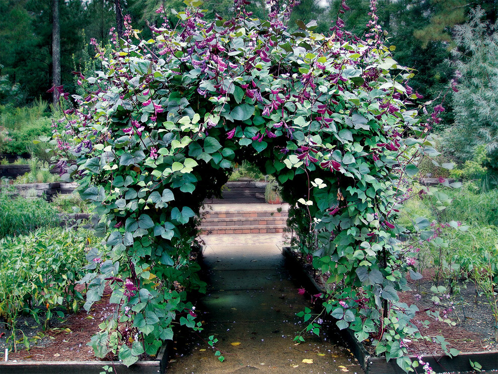 Lablab Purpureus 10 Seeds, Hyacinth Bean, Dolichos Vine, Ships From The USA