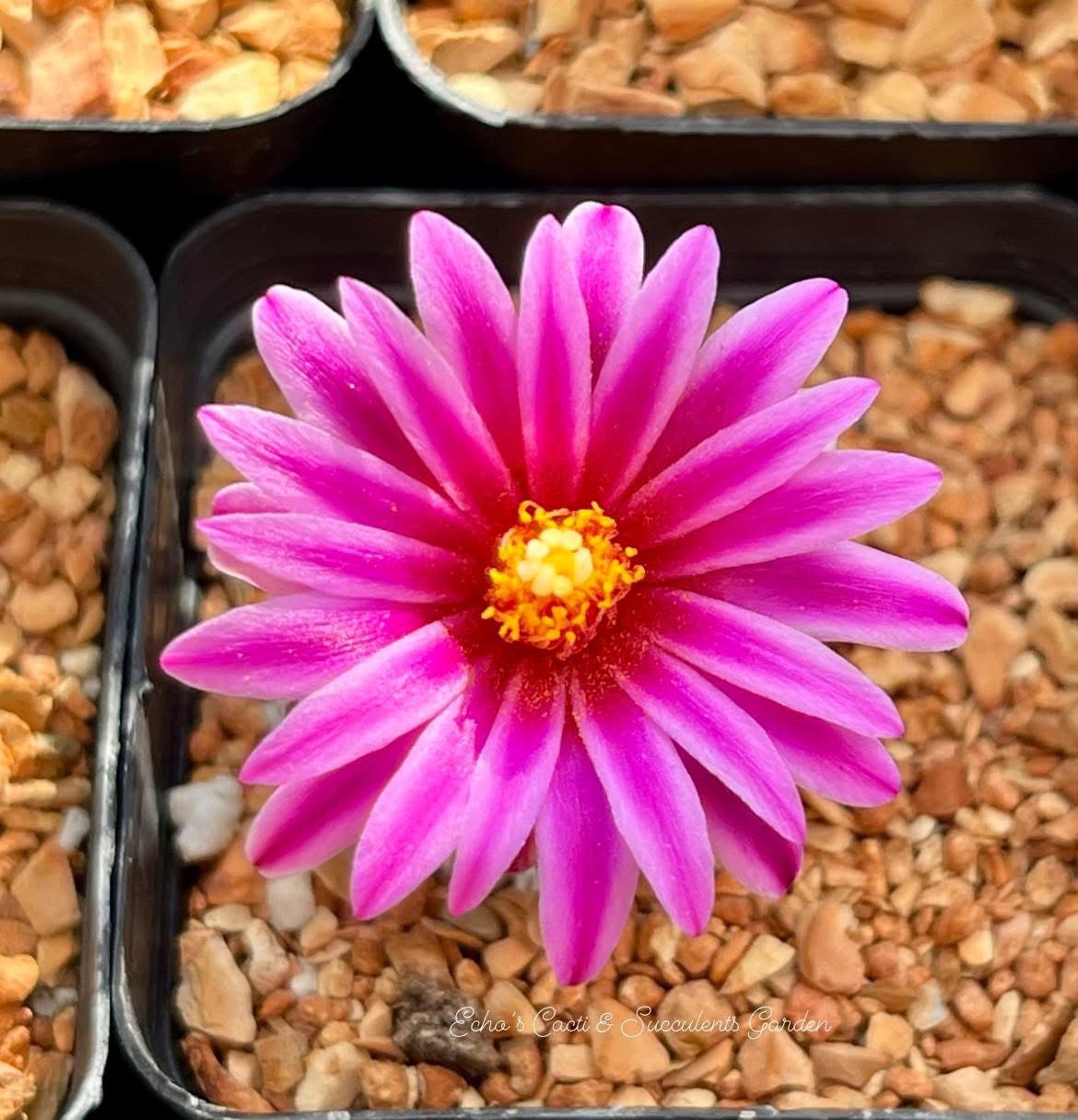 Seed- Turbinicarpus pseudopectinatus 25+ seeds (2026)