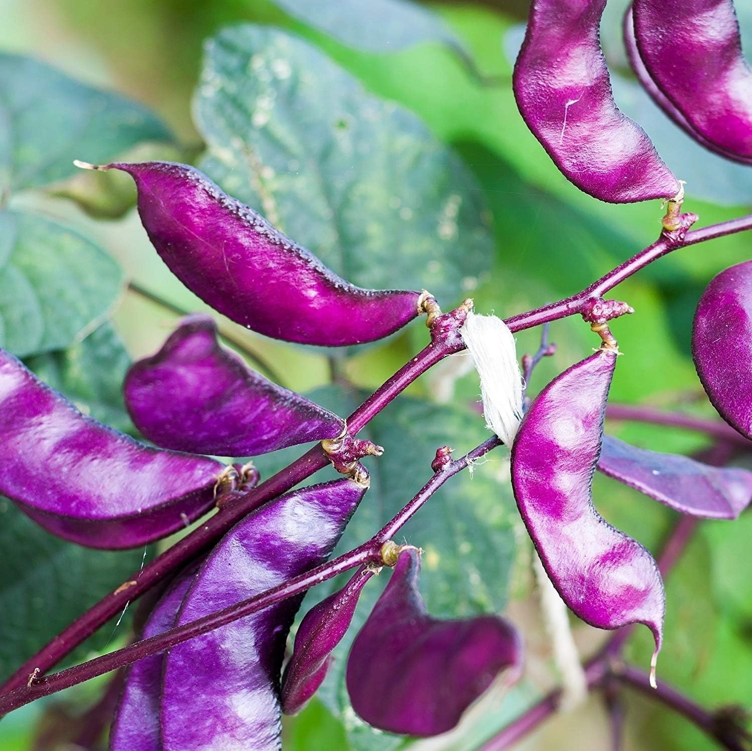 100 Pcs Red Hyacinth Bean Vine Seeds – Edible & Fragrant Garden Delight