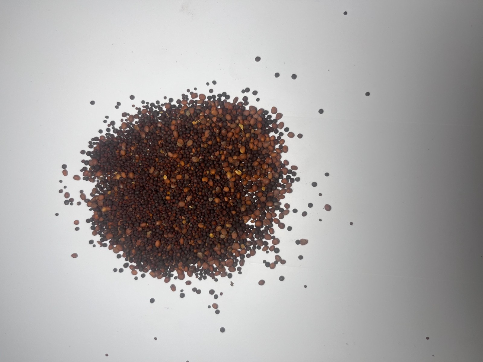 10 lbs. Foragefall Fusion Seed Brassica Mix Turnips, Forage Radish, Trophy Rape