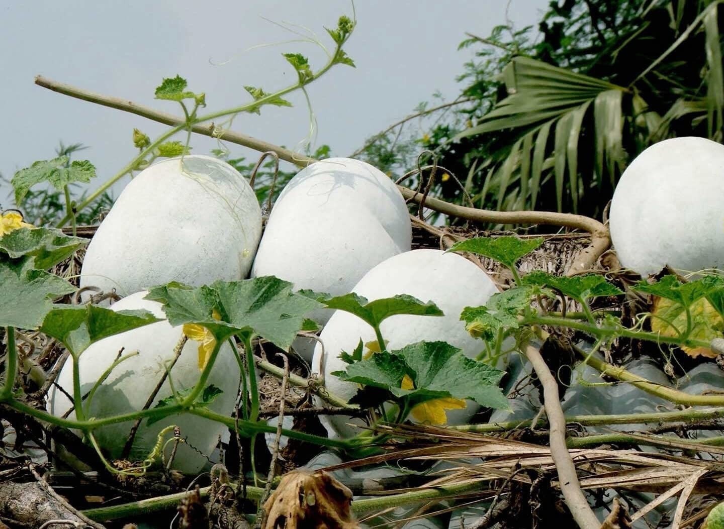 100 Chinese Watermelon Wax Gourd White Winter Melon Seeds for Planting – Non-GMO