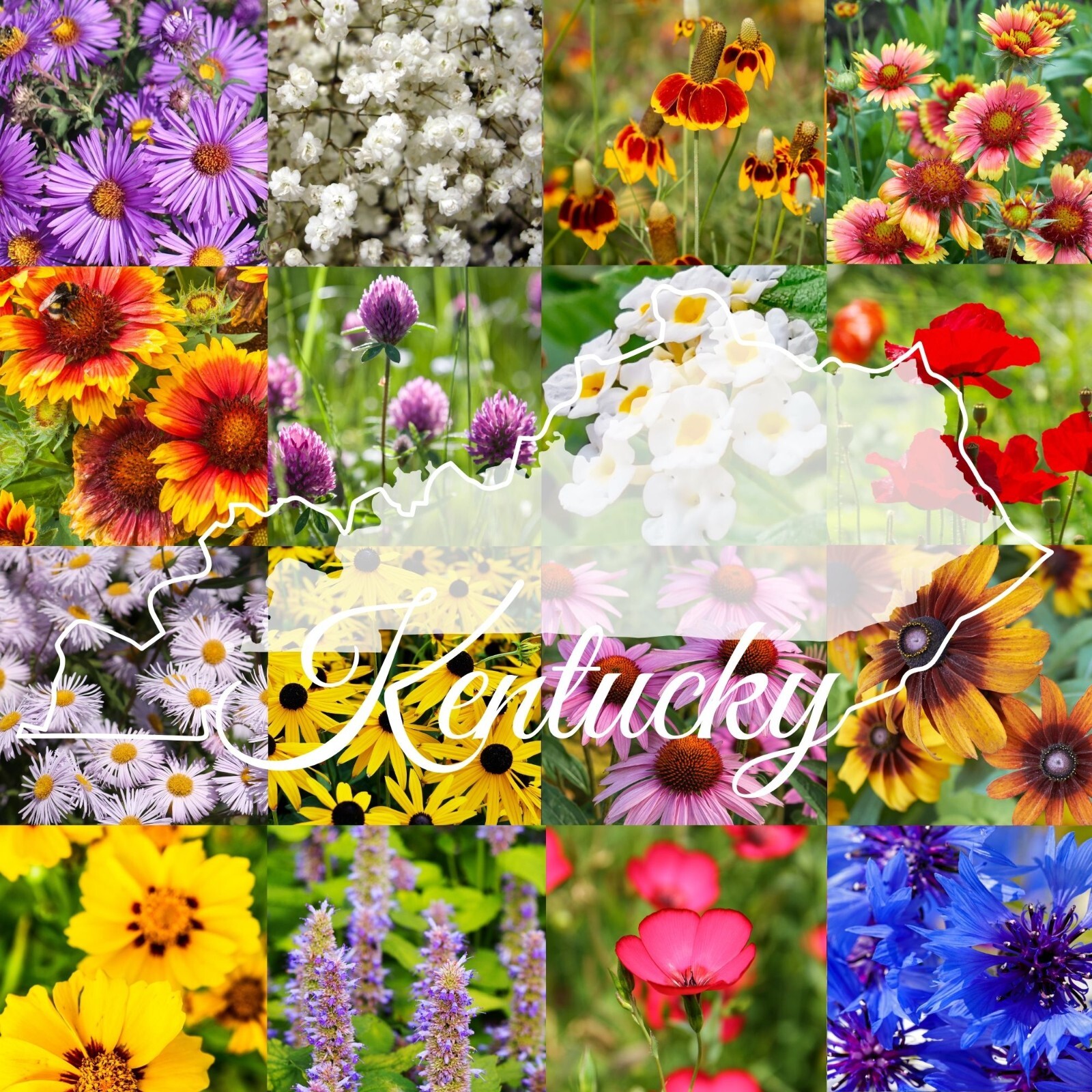 1/2LB Kentucky Bulk Wildflower Seed Mix 1lb Covers 2,000sq-ft Colorful Blooms