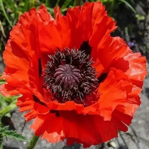 2,500+ Perennial Oriental Poppy Seeds – Prince of Orange Fresh, Organic and Rare