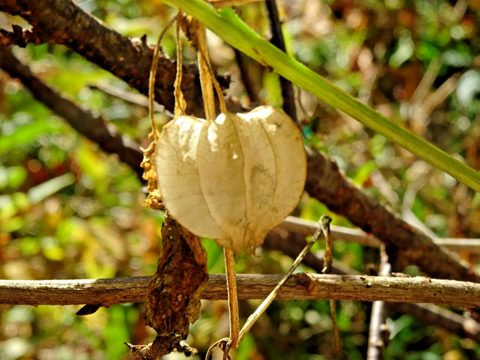 Virginia groundcherry Physalis virginiana Native Perennial Medicinal 25 seeds