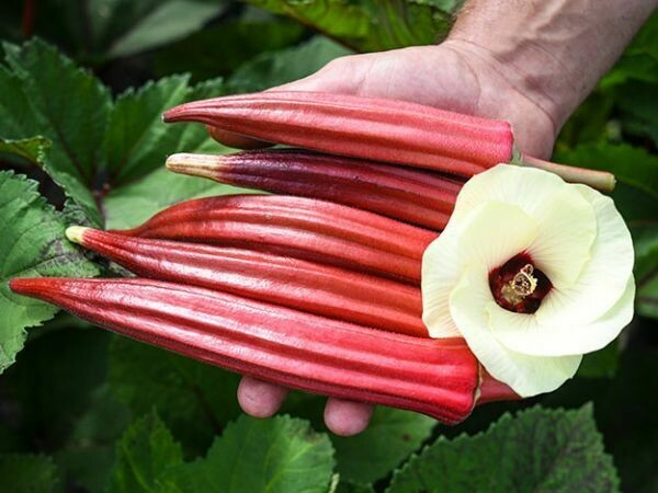 100+ Jing Orange Okra Seeds –— Bright Color —— Heirloom ——- RARE