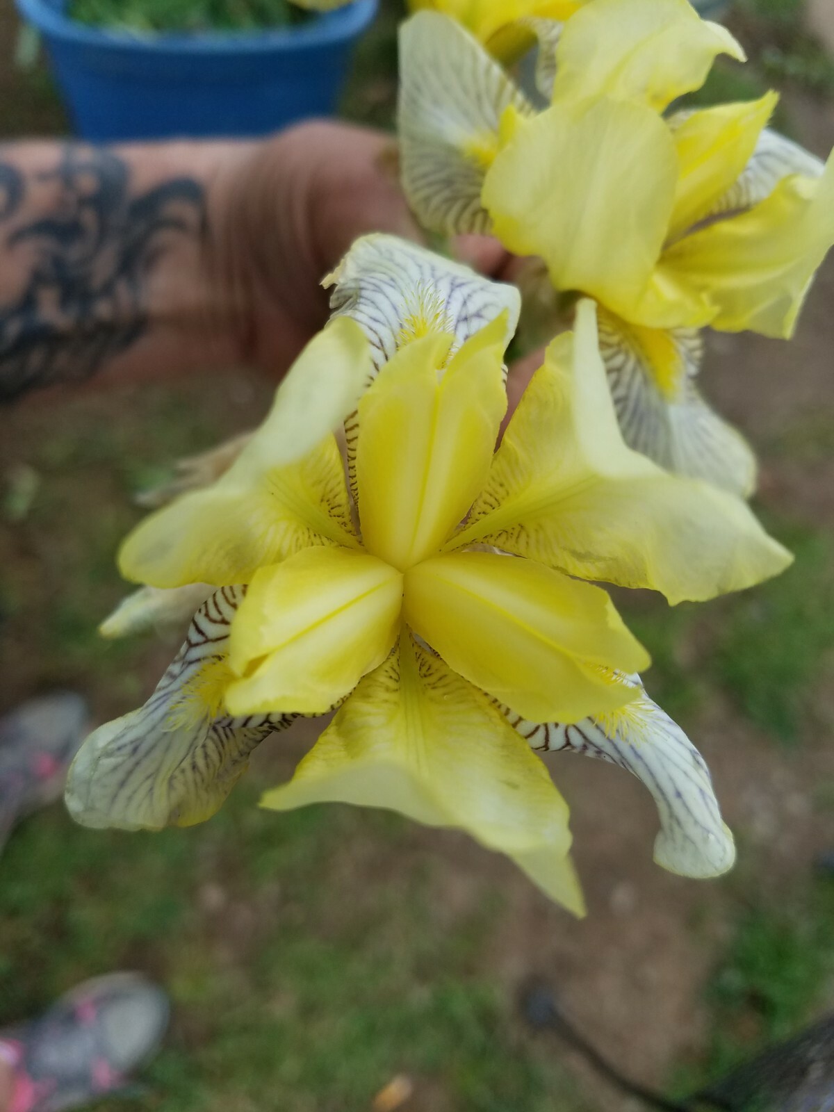 10x MIXED VARIETIES/COLORS IRIS BULBS RHIZOMES (Will BE TALL) Fresh