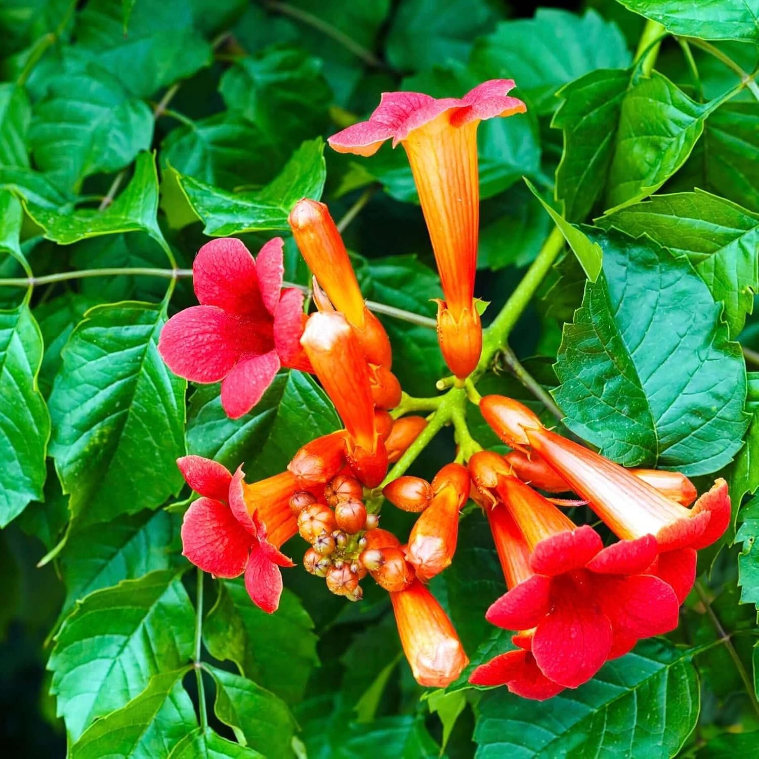 100+Hummingbird Trumpet Vine Plant Seeds-Trumpet Creeper Seeds Non-Gmo Heirloom