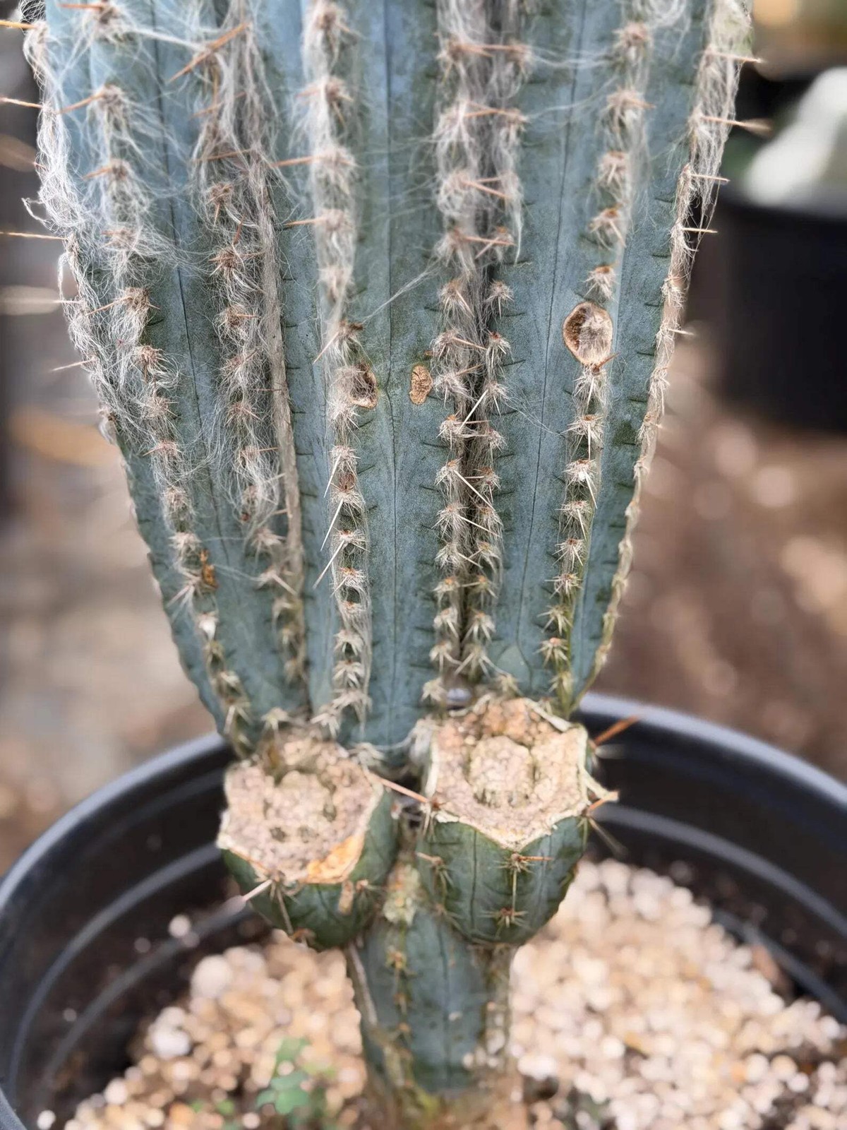 Blue Pilosocereus Pachycladus – Rare Hairy Blue Cactus with Pups | Live Plant