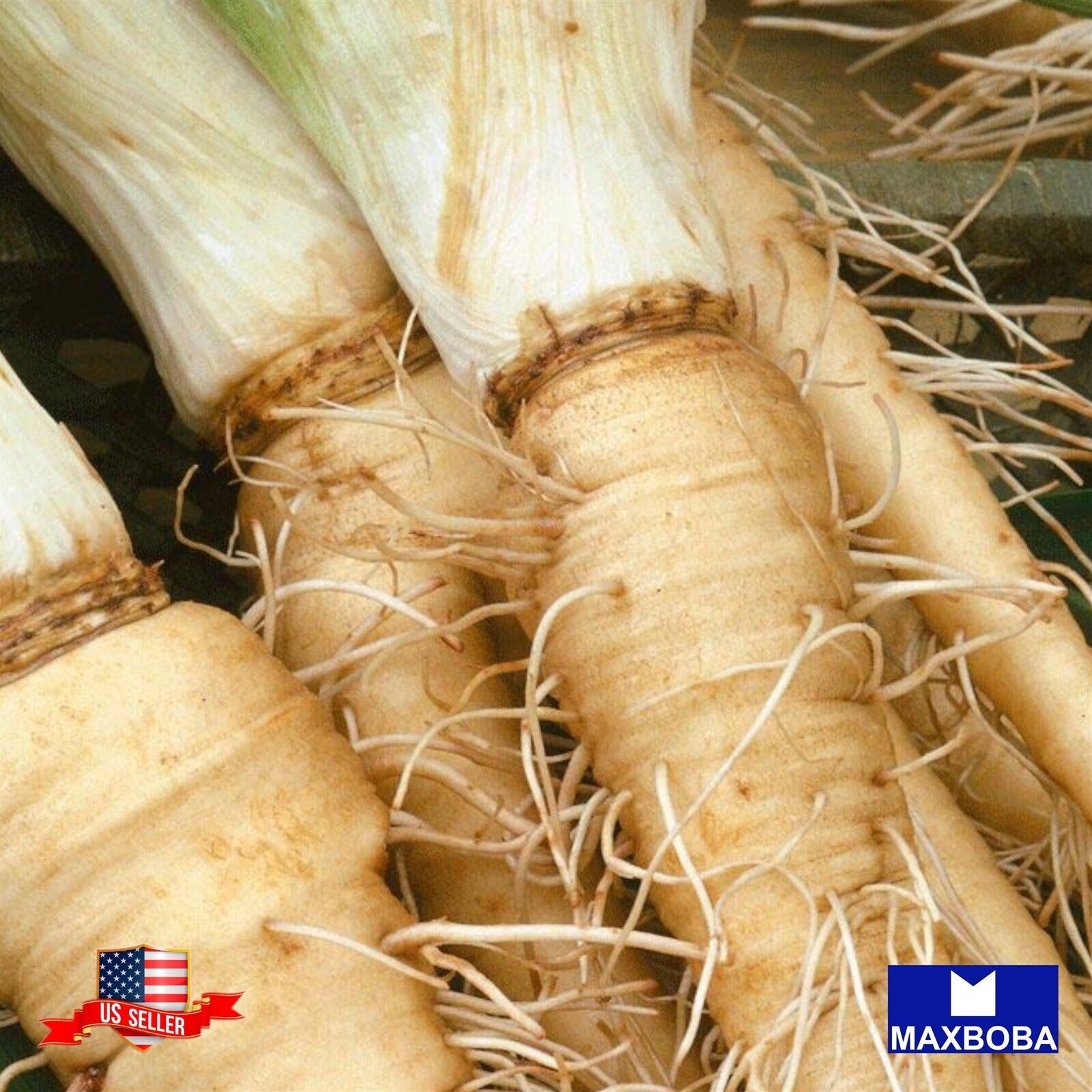 *90 Sandwich Island Salsify Seeds Non-GMO Heirloom Vegetable