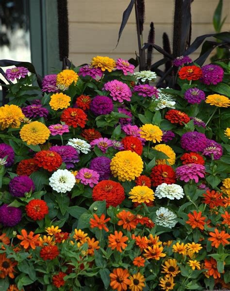 Zinnia, Mixed Heirloom 10Seeds, Flower Seeds, Colorful Flower, Butterfly 10seeds